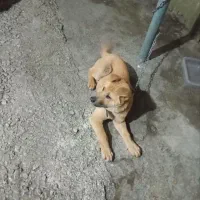 سگ‌نژاددار