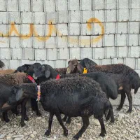 ۱۶راس میش و بره|حیوانات مزرعه|دزفول, |دیوار