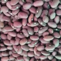 حبوبات|خوردنی و آشامیدنی|اصفهان, لیمجیر|دیوار