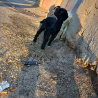 یک عدد بز|حیوانات مزرعه|شاخنات, |دیوار