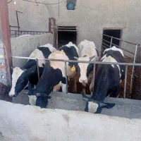 گوساله