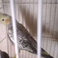 عروس هلندی وکوتوله دستی وسخنگو|پرنده|بیرجند, |دیوار