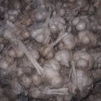سیر