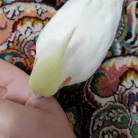 2تا عروس هلندی|پرنده|اسلام‌شهر, شهرک مهدیه|دیوار