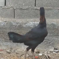 مرغ لاری|حیوانات مزرعه|سیمین شهر, |دیوار