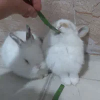 فروش دو عدد خرگوش