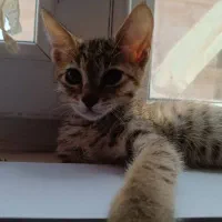 واگذاری رایگان توله گربه