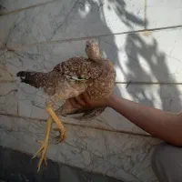 خروس و مرغ لاری .نژاد دار