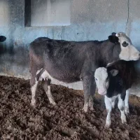 فروش شیر گاو با درصد چربی بالا
