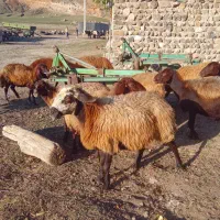 ۱۴راس گوسفند ماده