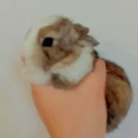 بچه خرگوش جرسی