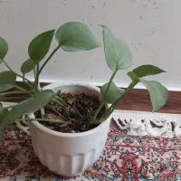 تعدادی گل طبیعی زیبا|گل و گیاه طبیعی|تهران, افسریه جنوبی|دیوار