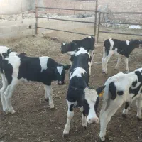 گوساله