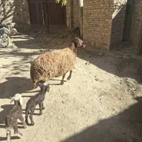 میش دوقلو|حیوانات مزرعه|داران, |دیوار