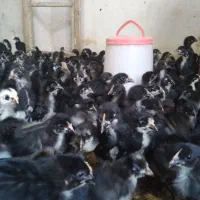 جوجه مرغ خروس