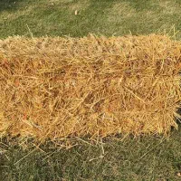 کاه کولش|حیوانات مزرعه|تالش, هشتپر|دیوار