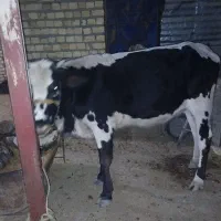 نوکل دورگه پای کل