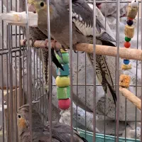 عروس هلندی دستی بازیگوش پرنده تزئینی جوجه|پرنده|تهران, تهرانپارس شرقی|دیوار