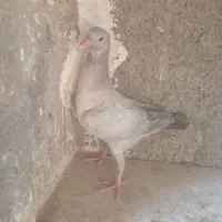 جوجه موقلف های بی عیب|پرنده|اقبالیه, |دیوار