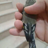 جوجه سهره|پرنده|اسلامشهر, شهرک مفیدی|دیوار