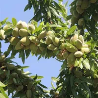 فروش نهال بادام