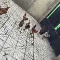 هفت عدد مرغ تخم گذار