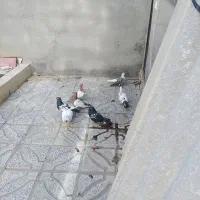 کبوتر پرشی|پرنده|شیروان (خراسان), |دیوار