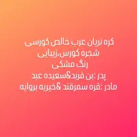 کره نریان عرب خالص ایرانی شجره کورسی