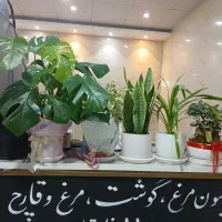 فروشنده خانم برای ساندویچ سرد