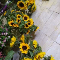 فروش و خدمات گل و گیاه|گل و گیاه طبیعی|مشهد, احمدآباد|دیوار