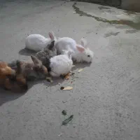 خرگوش جرسی|موش و خرگوش|ملایر, |دیوار
