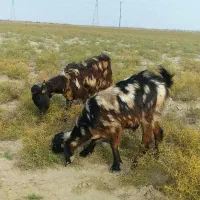 بزغاله پلنگی پاکستانی لنگه ۲قلو