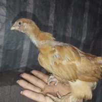 جوجه برهما و امپراطور