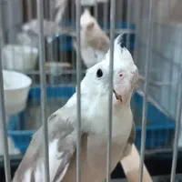 عروس هلندی آلبینو|پرنده|شیراز, شهرک بهشتی|دیوار