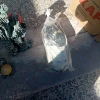 اکواریون|ماهی|رفسنجان, |دیوار