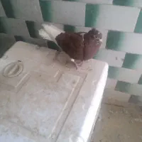 کبوتر اشعل نر|پرنده|اندیمشک, |دیوار