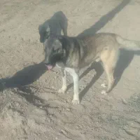 سلام‌سگ‌یک‌نیم.سال‌گله‌به‌شرط