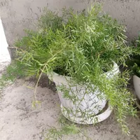 گیاه گل شویدی (مارچوبه زینتی)|گل و گیاه طبیعی|رشت, جهاد|دیوار