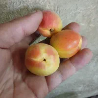 فروش زرد آلو و سیب گلاب