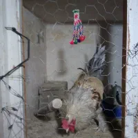 خروس گلین و برهما|حیوانات مزرعه|یزدان شهر, |دیوار