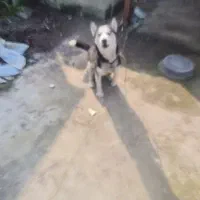 سگ ژرمن|سگ|بندر انزلی, بشمن|دیوار