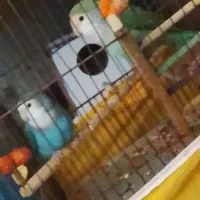 پرنده|پرنده|خمینیشهر, |دیوار