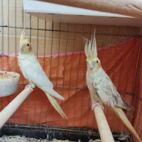 جفت عروس هلندی