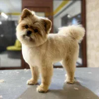 پیرایش حیوانات خانگی، پیرایش پت|خدمات پیشه و مهارت|مشهد, فارغ التحصیلان|دیوار