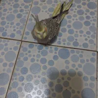 طوطی