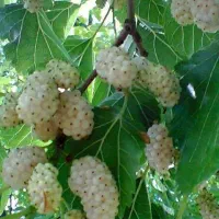 نهالستان عرفان نهال دارای مجوز رسمی جهاد کشاورزی|خدمات باغبانی و درختکاری|ابهر, |دیوار