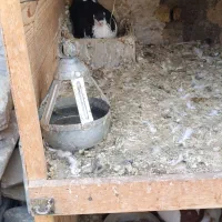 سلام کفتر معاوضه|پرنده|شاندیز, |دیوار