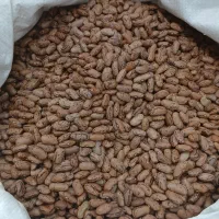 لوبیا چیتی ۲۵۵