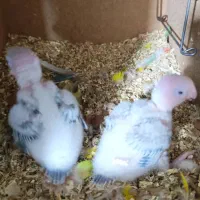 جوجه گرینچیک دبل رد