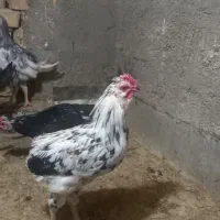 مرغ جیرفتی وخروس گلین|حیوانات مزرعه|حمیدیا, |دیوار